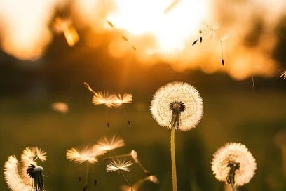 Dandelions catching the golden evening light